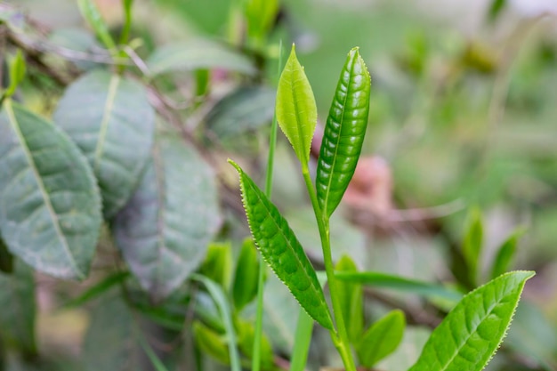 Closeup Topo da folha de chá verde na plantação de chá matinal fundo desfocado