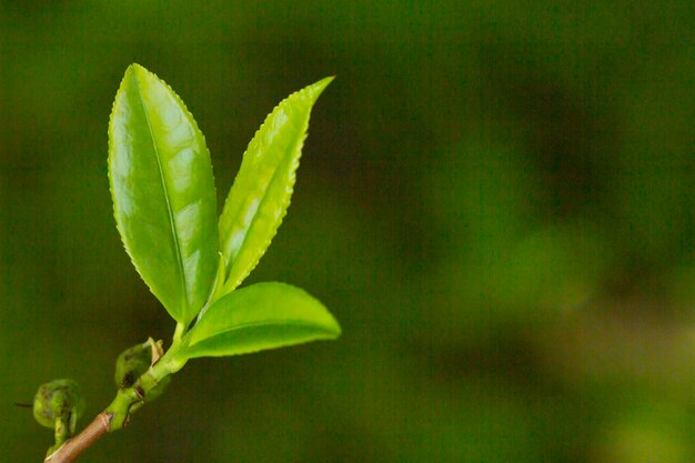 Closeup Topo da folha de chá verde na plantação de chá matinal fundo desfocado