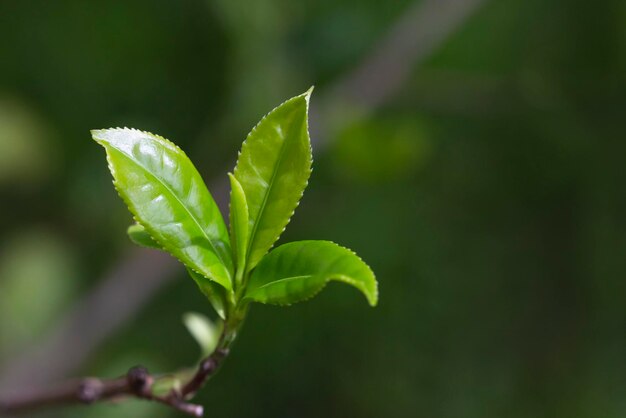 Closeup Topo da folha de chá verde na plantação de chá matinal fundo desfocado