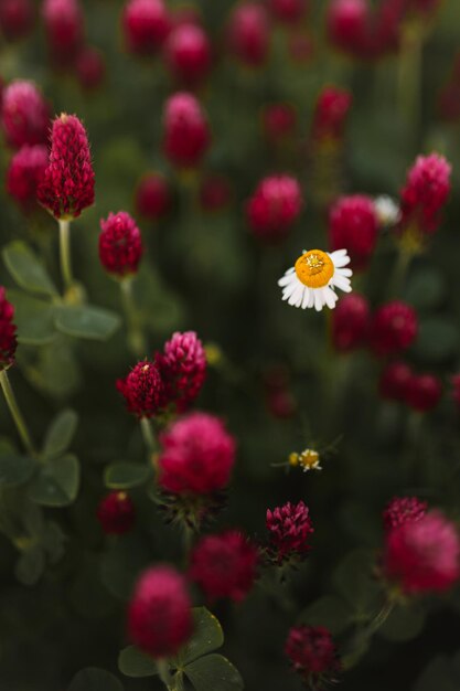 Closeup del trébol en flor encarnado con una pequeña margarita entre las flores