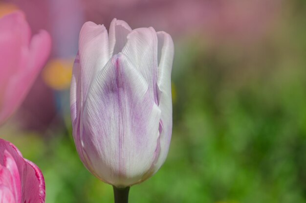 Closeup Triumph tulip Shirley en macizo de flores Variedad de tulipanes en rayas blancas moradas y lilas