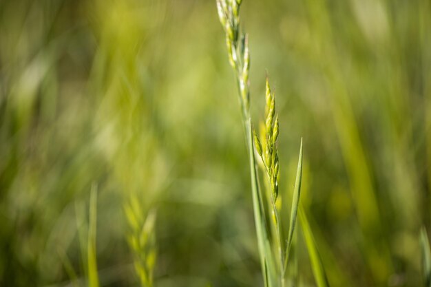 Closeup trockenes Herbstgras in der Natur des Sonnenuntergangs. Friedliche Natur, helles zartes Laub