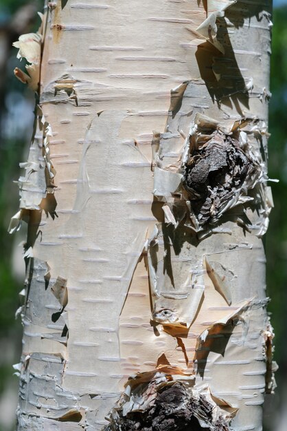 Closeup tronco de árbol de abedul en día soleado concepto ambiental salvaje natural