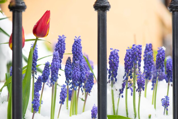 closeup en tulipán y muscari floreciendo en un jardín nevado detrás de las rejas de una valla