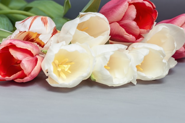 Closeup tulipanes blancos y rojos con espacio de copia. Pétalos de flores para vacaciones tarjeta de felicitación.