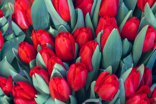 Foto closeup tulipanes para diseño y página web concepto feliz tarjeta de pascua día internacional de la mujer