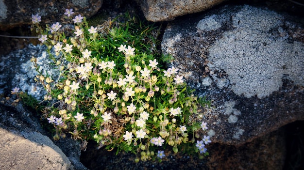 Closeup typische Flora entlang der Küste von Nordspanien Galicien