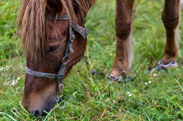 Closeup Um cavalo feliz pastando em um pasto de outono