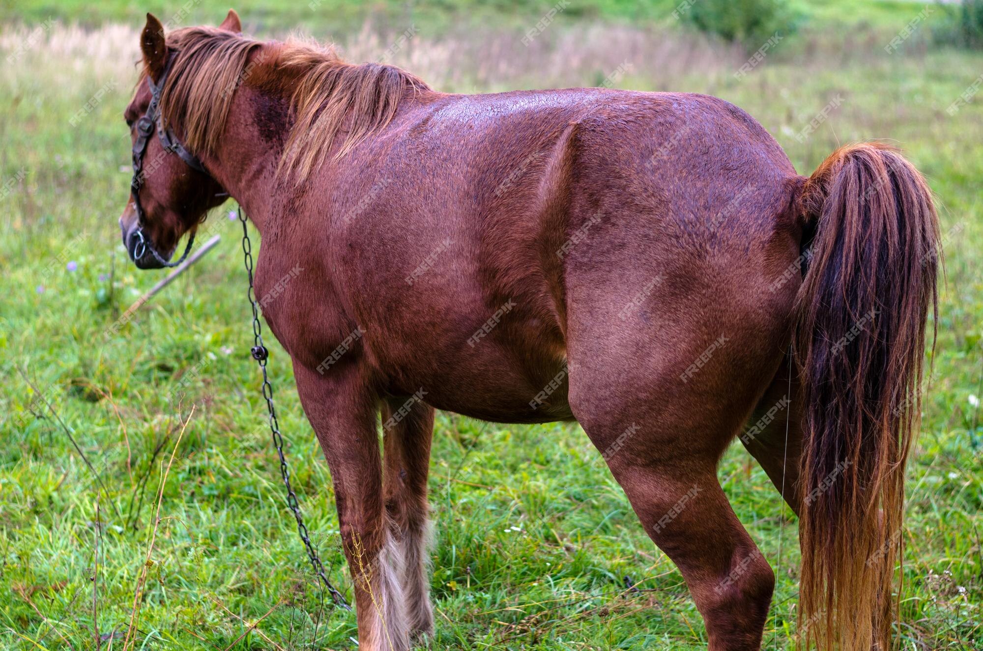 Close up da cara do cavalo foto de stock. Imagem de pasto - 34956360