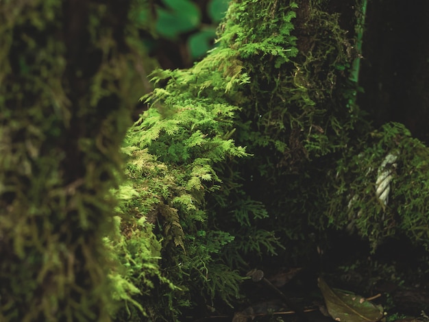 Closeup varias plantas en la selva