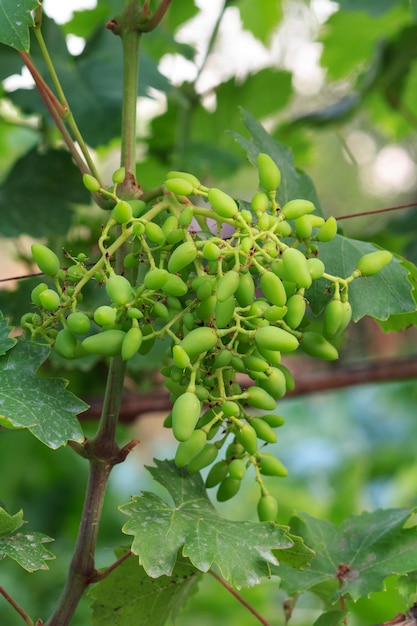 Closeup verde inmaduro racimo de uvas en el viñedo a principios de verano poca profundidad de campo.