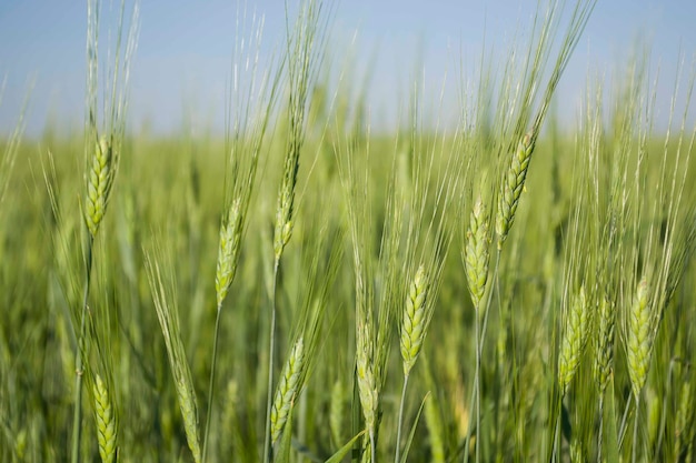 Closeup verde jovem campos trigo panorama rural