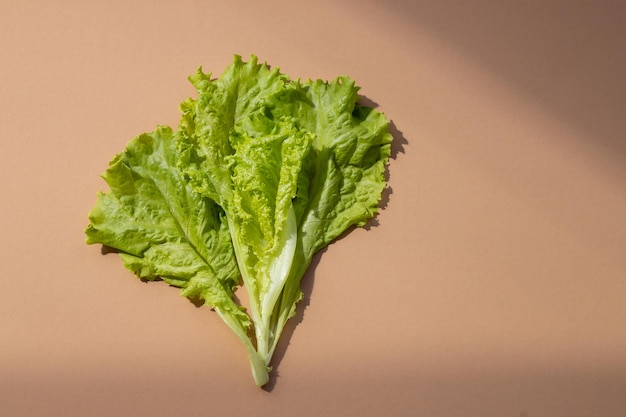 Closeup verde orgânico fresco com folhas de planta de salada de alface em sistema agrícola de hortaliças hidropônicas