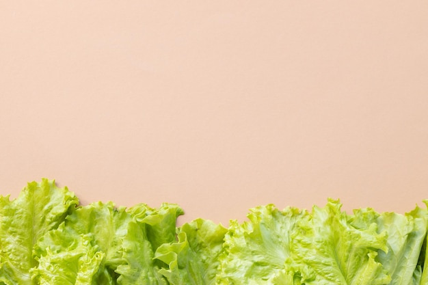 Closeup verde orgânico fresco com folhas de planta de salada de alface em sistema agrícola de hortaliças hidropônicas