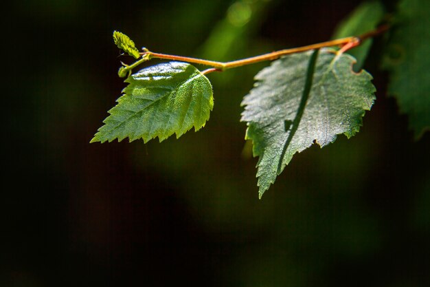 Closeup visão da natureza da folha verde brilhar no sol na vegetação turva fundo de primavera ou verão no jardim ou parque com espaço de cópia. Conceito de papel de parede fresco de ecologia de paisagem de plantas verdes naturais