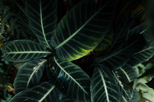 Closeup vista da natureza do fundo da folha tropical folhas verdes de fundo natural