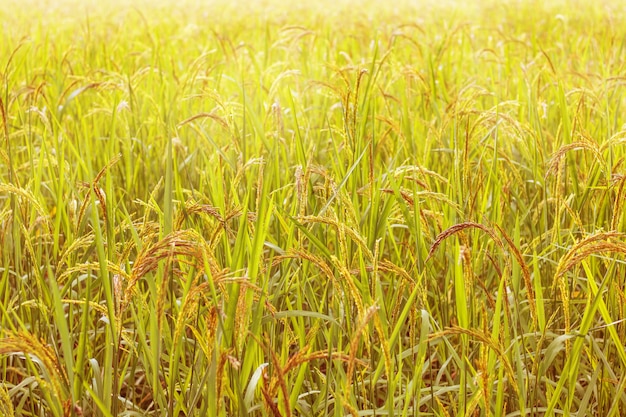 Closeup, vista, de, arroz paddy, em, a, terraços arroz