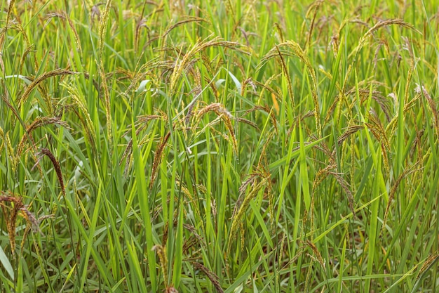 Closeup, vista, de, arroz paddy, em, a, terraços arroz