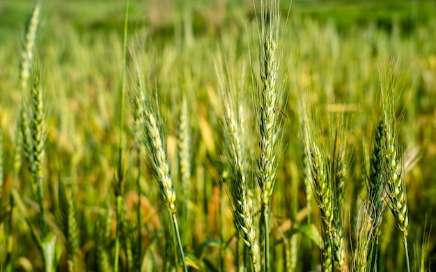 closeup vista de cevada em terras agrícolas em Kathmandu Nepal