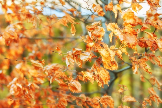 Closeup vista de folhas de faia laranja outono com um fundo bokeh em uma floresta remota ou campo na Noruega Woods com folhagem de textura seca em um prado sereno isolado ou ambiente natural