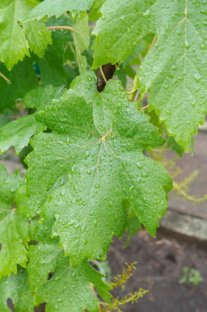 Closeup vista de folhas de uva com gotas de água no mato em um dia ensolarado de verão