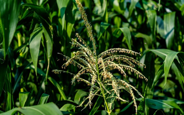 closeup vista de milho em terras agrícolas