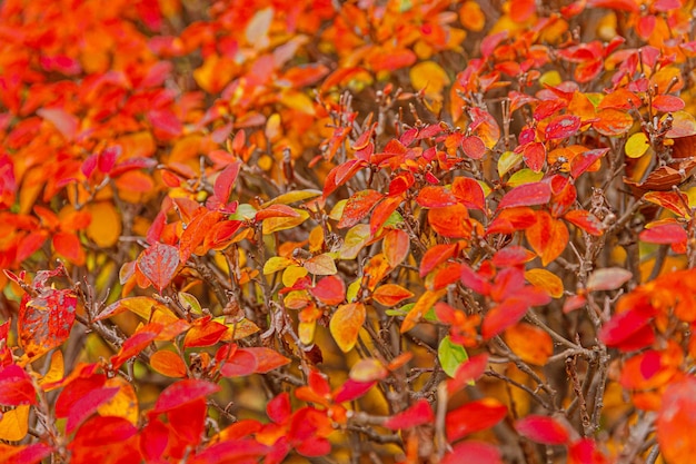 Closeup vista de outono natural de folha de laranja vermelha sobre fundo desfocado no jardim ou parque foco seletivo Natureza inspiradora papel de parede de outubro ou setembro Mudança de conceito de estações