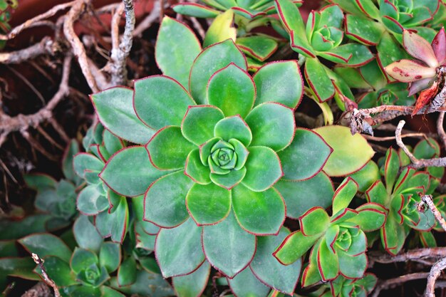 Closeup, vista, de, rosette, planta suculenta, em, pote