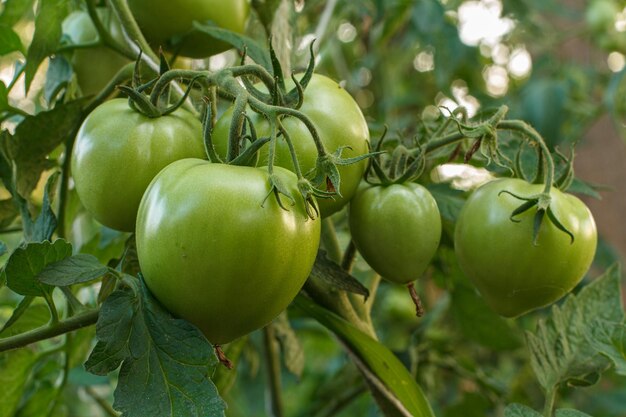 Closeup vista de tomates verdes verdes crescendo em um galho no jardim