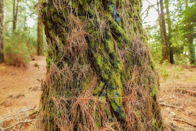 Closeup vista de uma palmeira musgosa em uma floresta decídua em Santa Cruz de La Palma Espanha Paisagem dos bosques pacíficos e tranquilos na região montanhosa das Ilhas Canárias na Europa