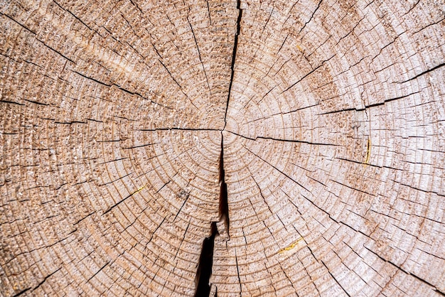 Closeup vista macro da seção de árvore de madeira de corte final com rachaduras e anéis anuais Textura orgânica natural com superfície rachada e áspera Superfície de madeira plana com anéis anuais Foto de alta qualidade