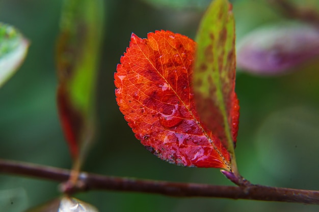 Closeup vista de otoño natural caída de hoja naranja roja sobre fondo borroso en jardín o parque, enfoque selectivo. Naturaleza inspiradora papel tapiz de octubre o septiembre. Concepto de cambio de estaciones
