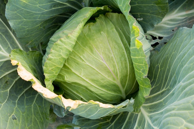 Closeup von Grünkohl Bio-Gemüse in der Farm, Kohlkopf im Garten