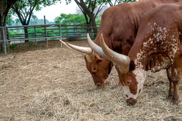 Closeup watusi bull (rey de vaca) comiendo pasto