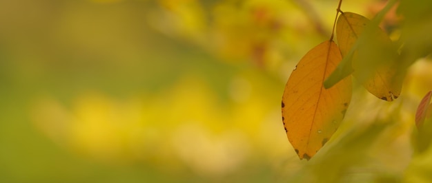 Foto closup der braunen orange herbstblatt-fallnaturansicht auf unscharfem hintergrund im garten mit kopienraum unter verwendung als hintergrunddeckblattkonzept