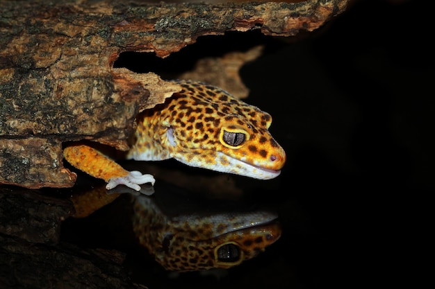 Closup de gecko leopardo en madera con fondo negro gecko leopardo en reflexión