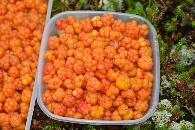 Cloudberries