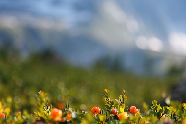 Cloudberry crece en el bosque. Karelia del Norte.