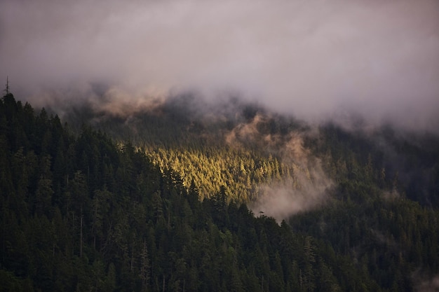 Cloudy Hills Olympic National Forest Washington EUA Estação chuvosa Coleção de fotos da natureza