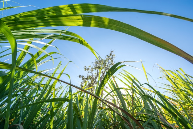 Clouse herauf Zuckerrohrfeld mit blauem Himmel und Sonne strahlt Naturhintergrund aus.