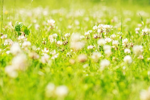 Clover Glade mit Klee in der Nähe