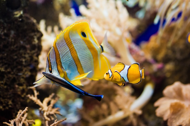 Clown Anemonefish Schutz zwischen Tentakeln seiner Seeanemone.