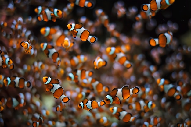 Clown-Anemonenfisch Amphiprion ocellaris