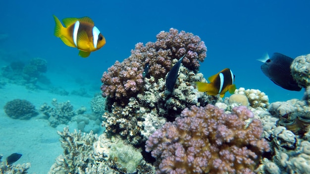 Clownfisch Amphiprion (Amphiprioninae). Clownfische im Roten Meer. Nemo .