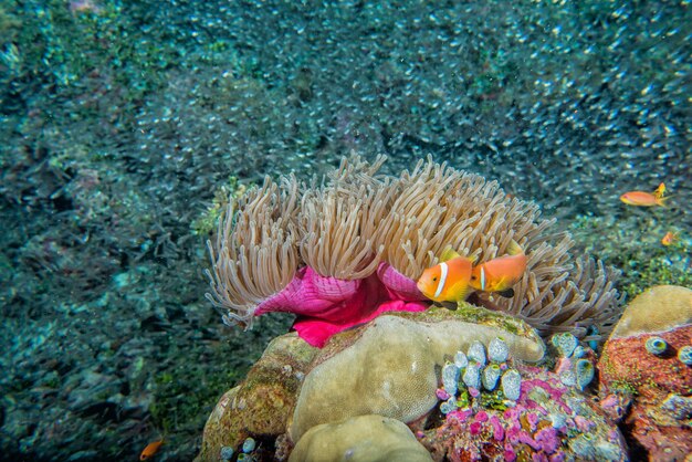 Clownfisch in einer Anemone