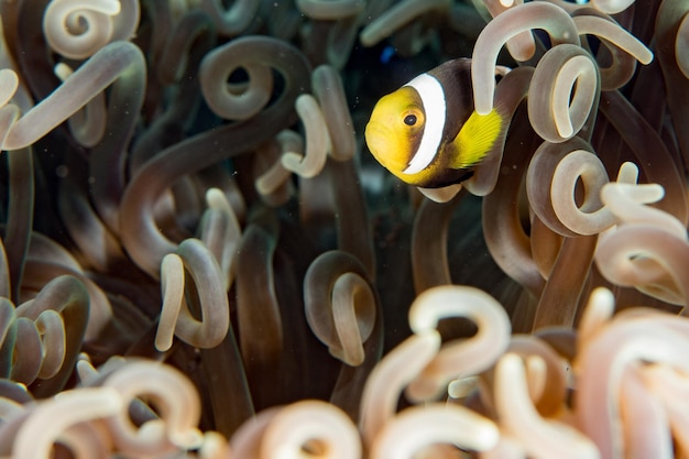 Clownfisch in einer roten Anemone in Indonesien