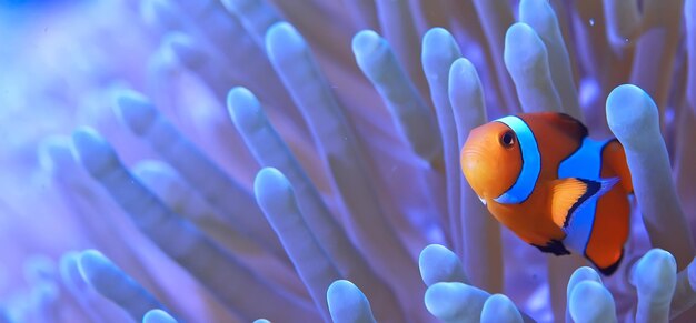 Clownfisch-Korallenriff / Makro-Unterwasserszene, Blick auf Korallenfische, Unterwassertauchen