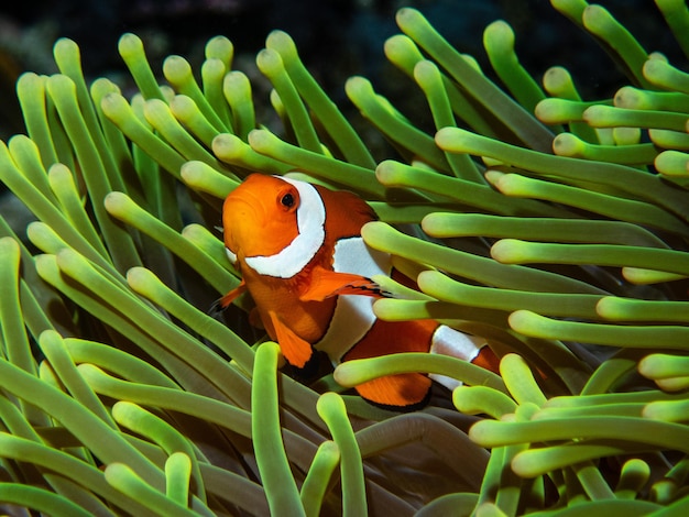 Foto clownfisch nemo