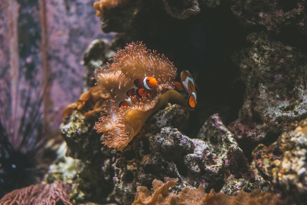 Clownfisch von Korallen, die im Meer schwimmen