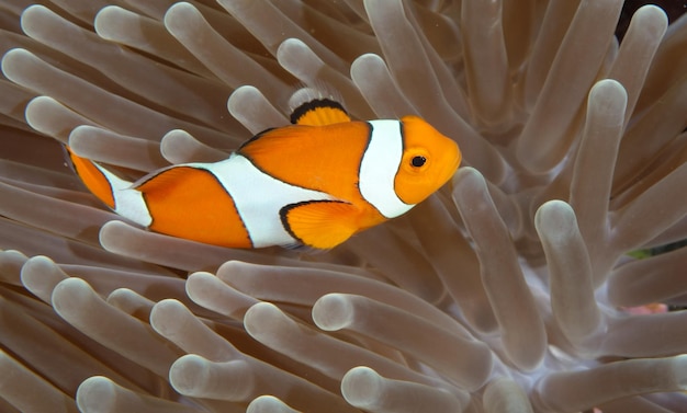 Clownfisch - Westlicher Anemonenfisch - Amphiprion ocellaris, der in einer Anemone lebt. Bali.